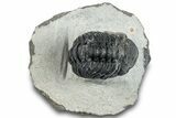 Bargain, Austerops Trilobite - Ofaten, Morocco #287563-5